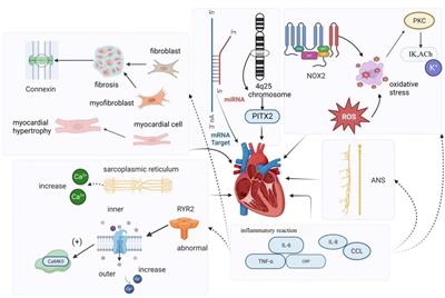 Research on atrial fibrillation mechanisms and prediction of therapeutic prospects: focus on the autonomic nervous system upstream pathways